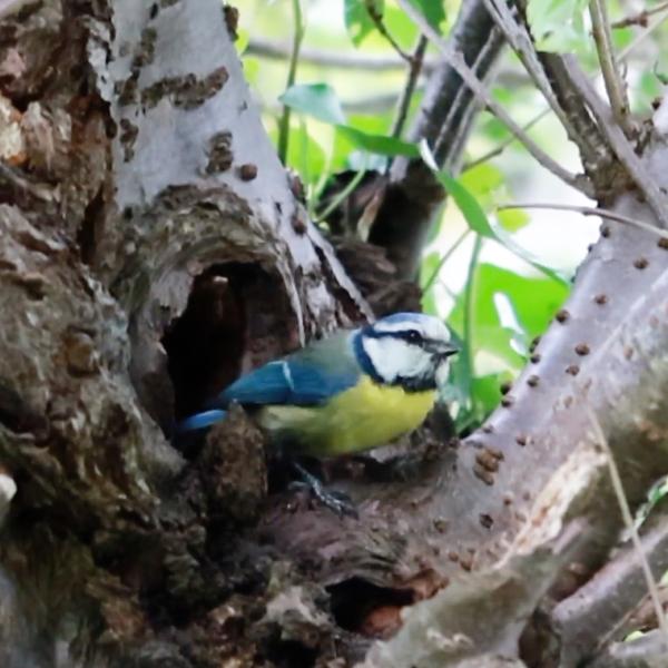 Blue Tit